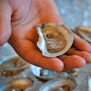 oyster