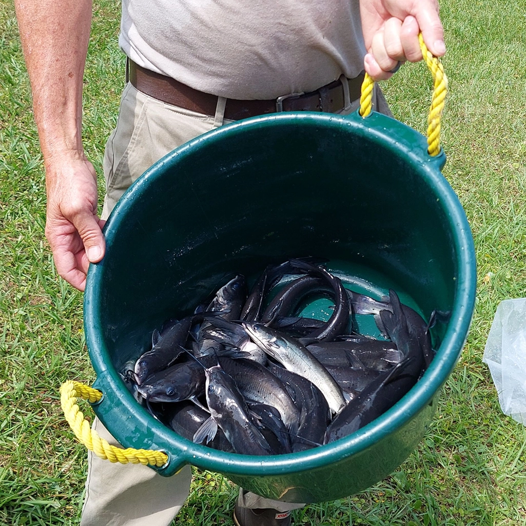 catfish in a bucket